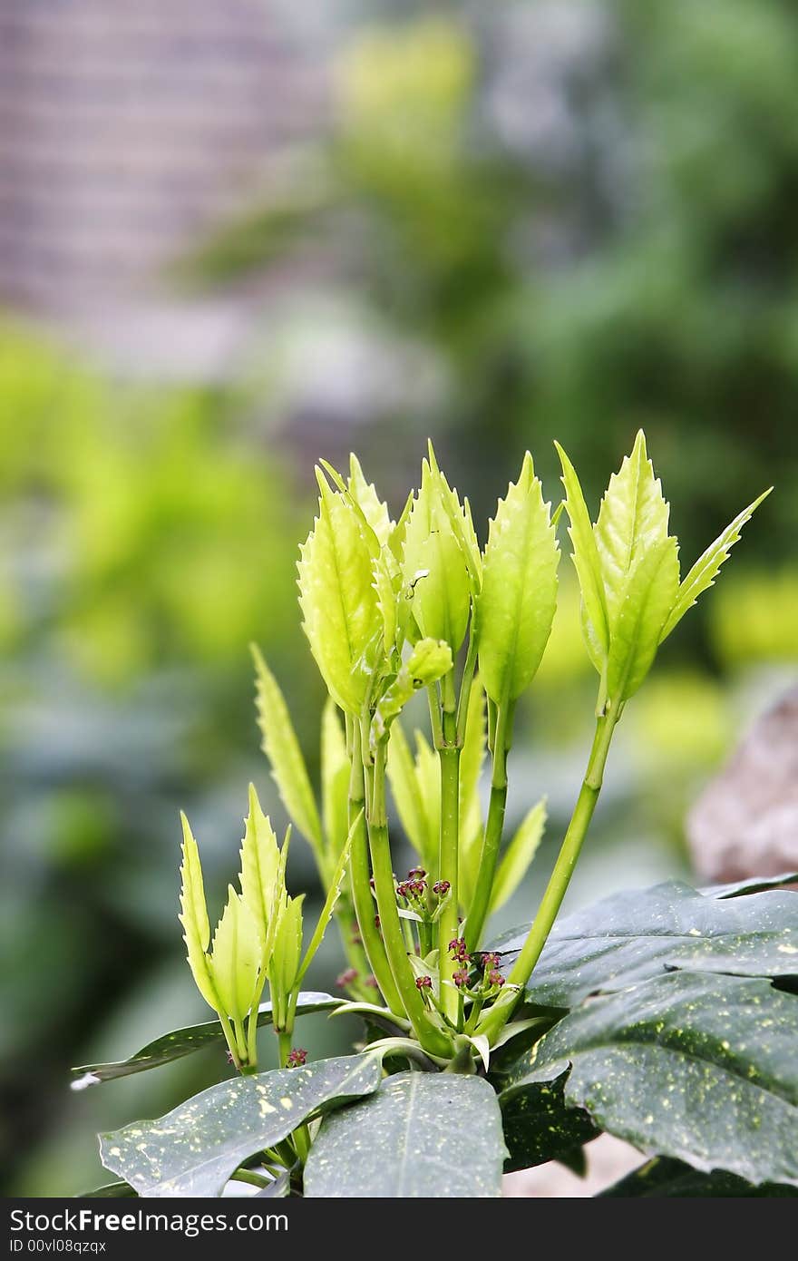 New Leaves On Tree