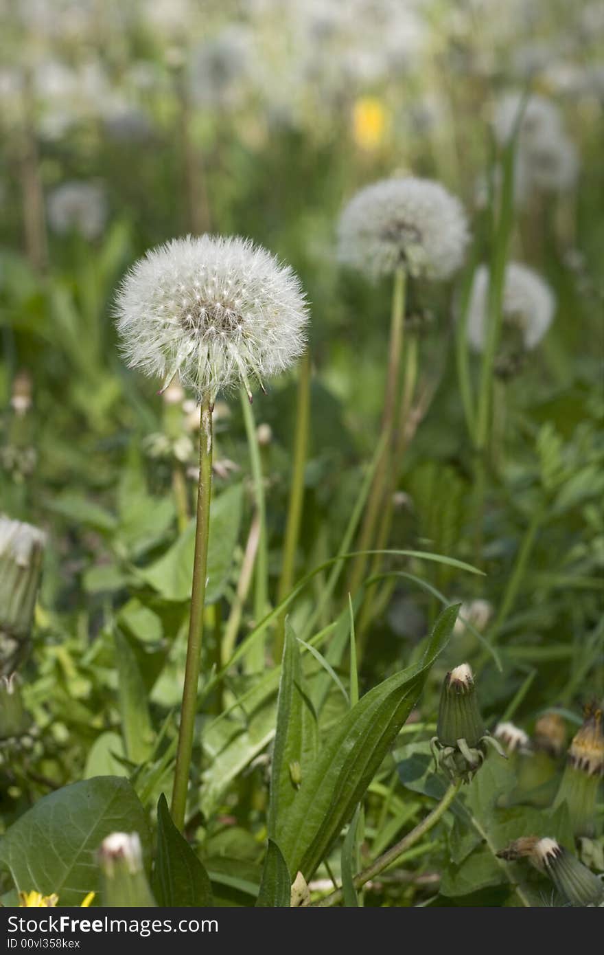 White dandelion on the green field