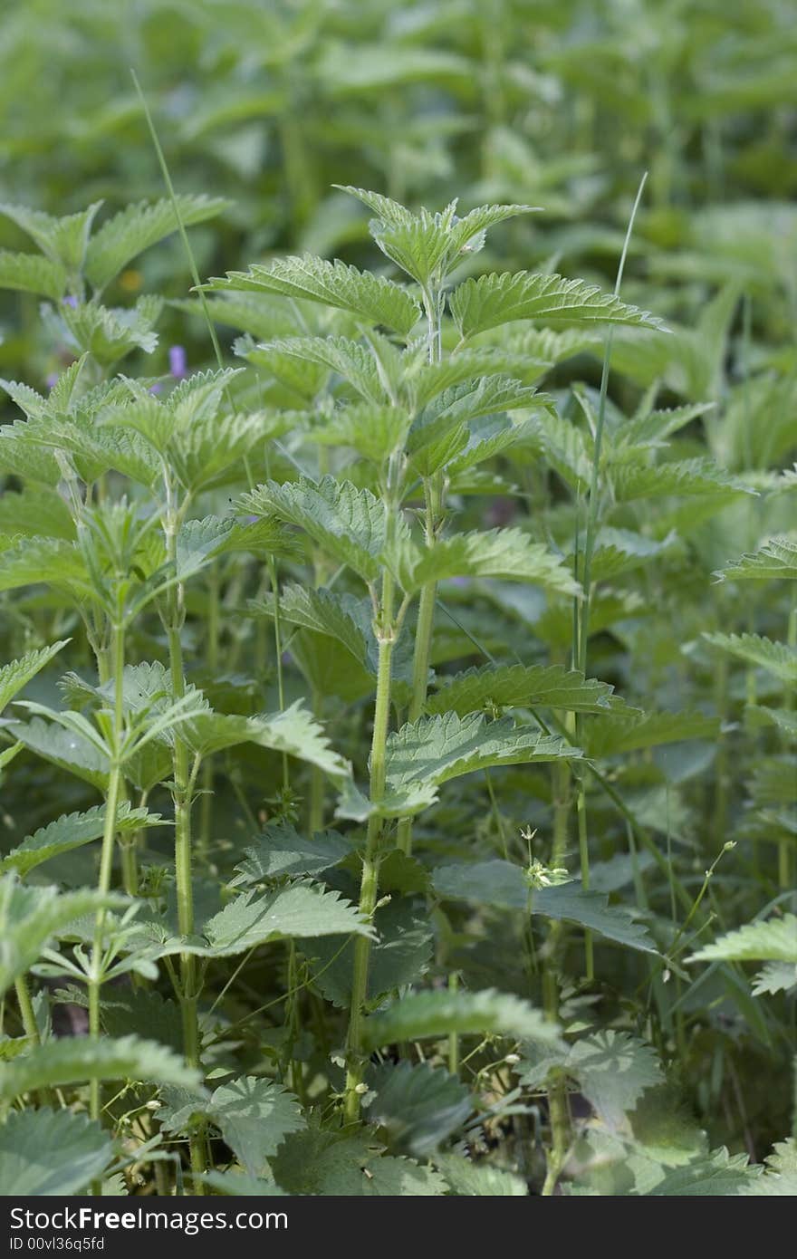 Close-up of stinging nettle leaves in dappled sunlight