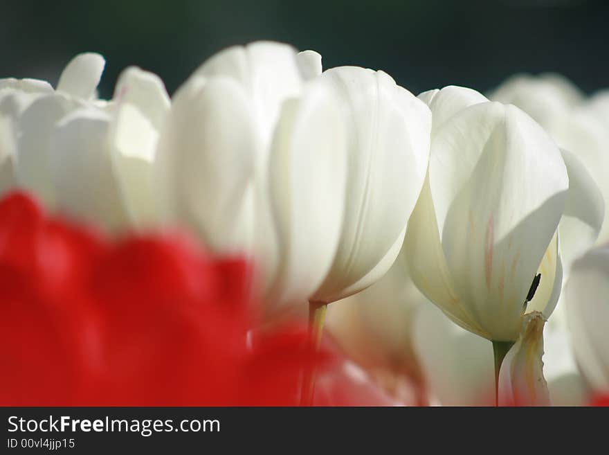 Many many colored tulips here. Many many colored tulips here