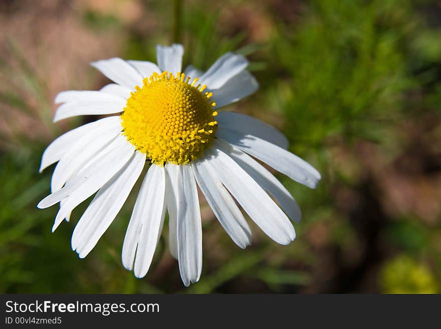 Camomile Flower