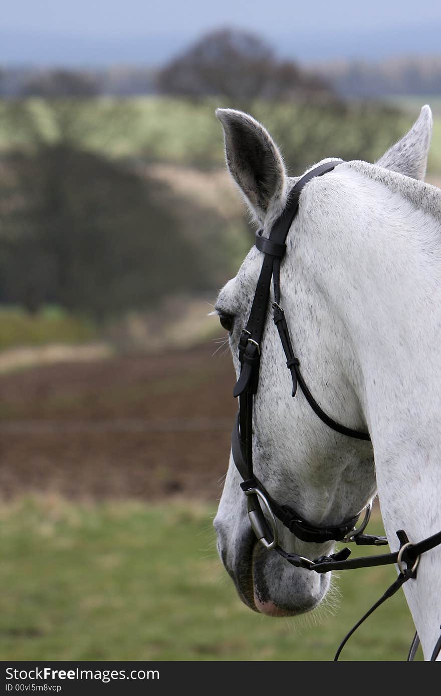 Handsome grey horse head with shallow depth of field