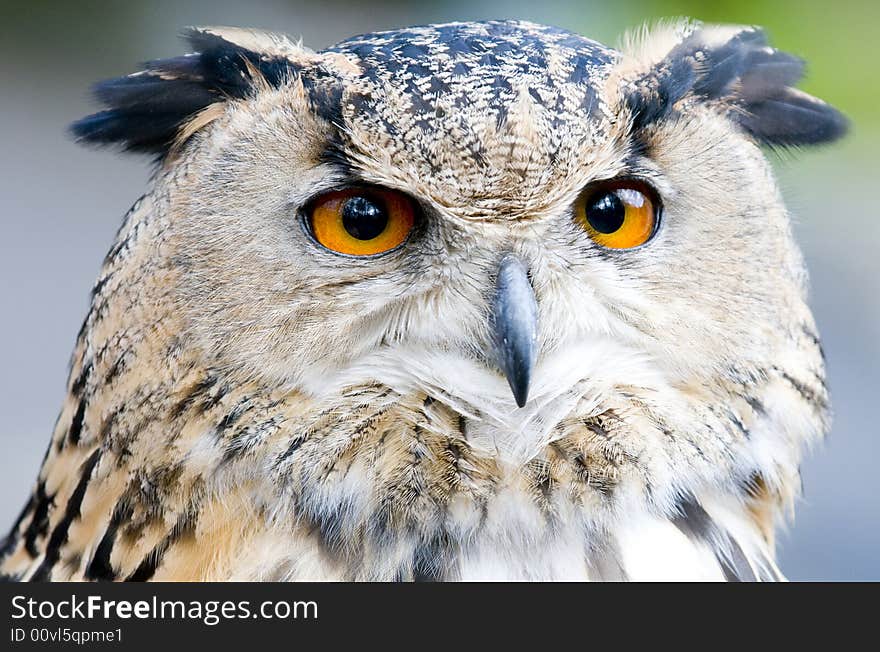 Close up of an eagle owl