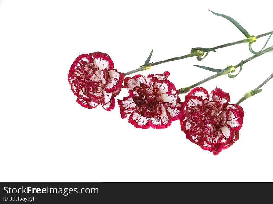 Red carnations on a white background with copy space