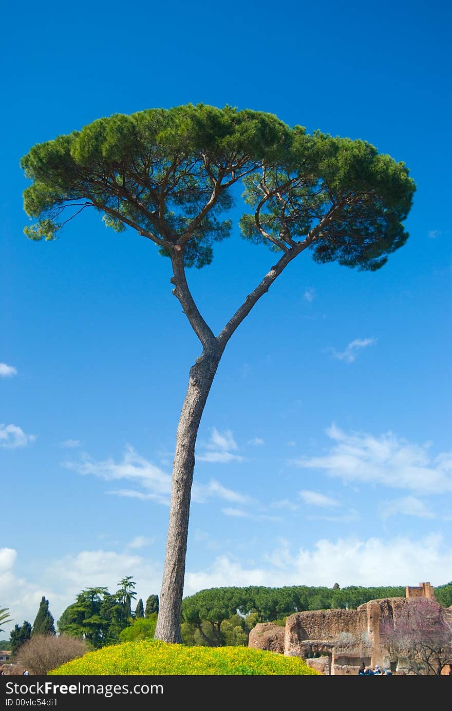 Portrait photo of a tree standing in on a hill of yellow flowers in clear blue sky amongst runins of of ancient Rome. Portrait photo of a tree standing in on a hill of yellow flowers in clear blue sky amongst runins of of ancient Rome