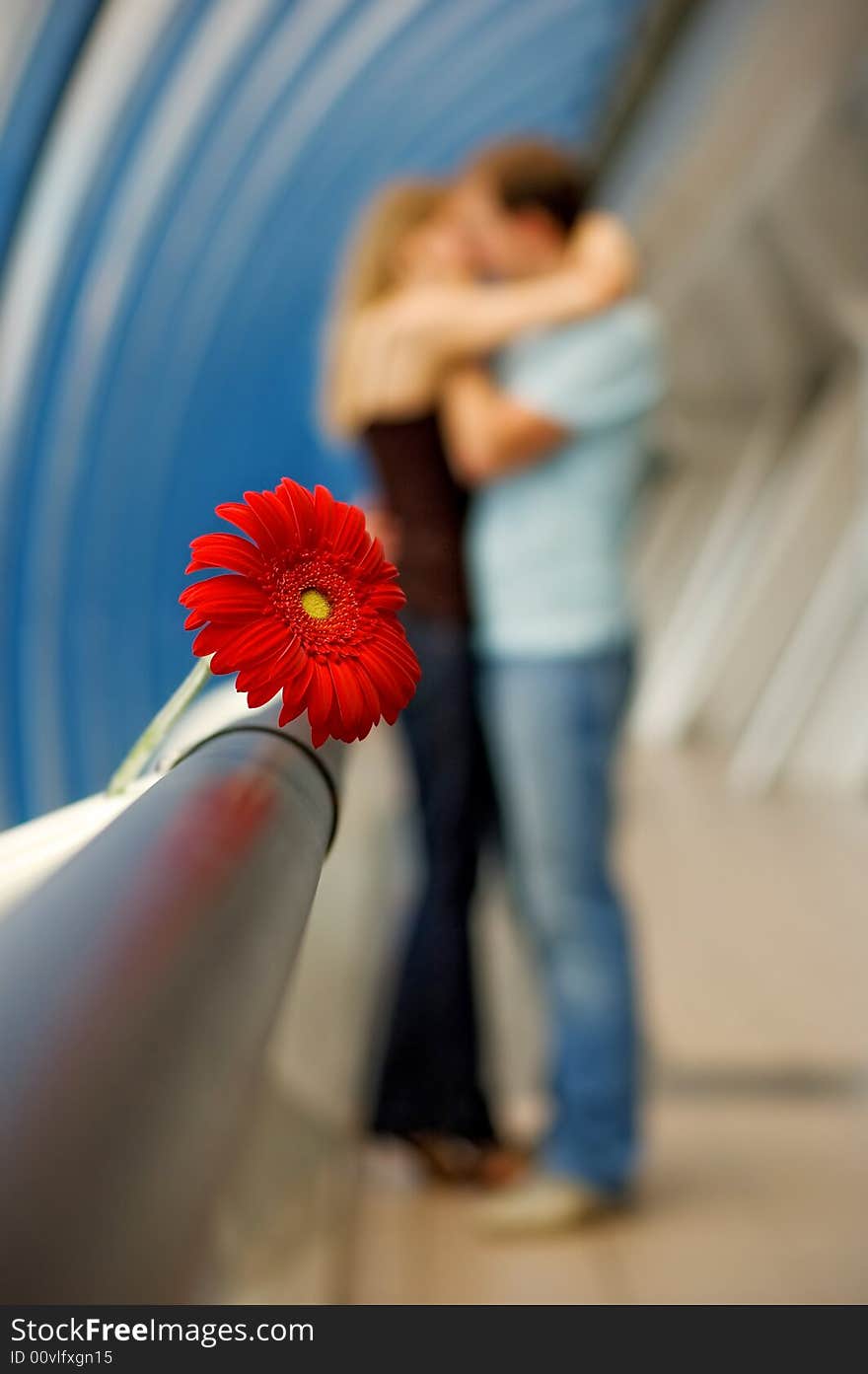 Gerbera against the background of the kissing couple. Gerbera against the background of the kissing couple