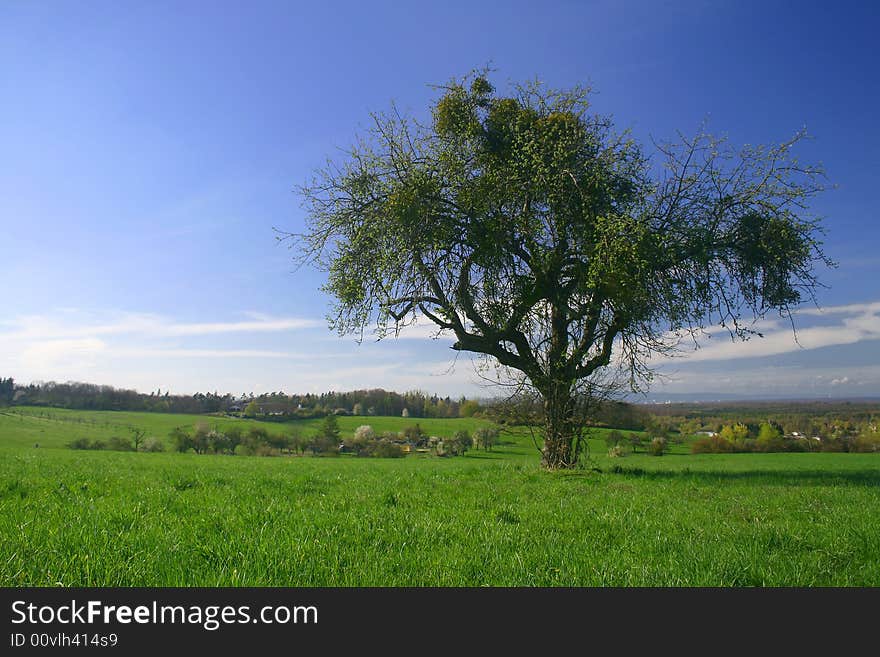 Tree with grass