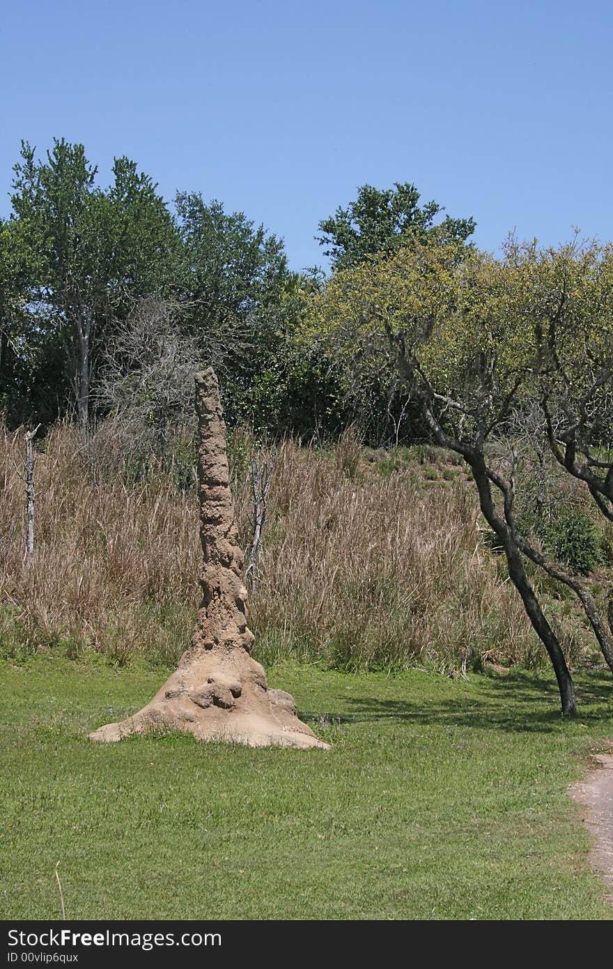 Termite mound in Orlando Florida. These serve as nests for the entire colony and extend below the ground.