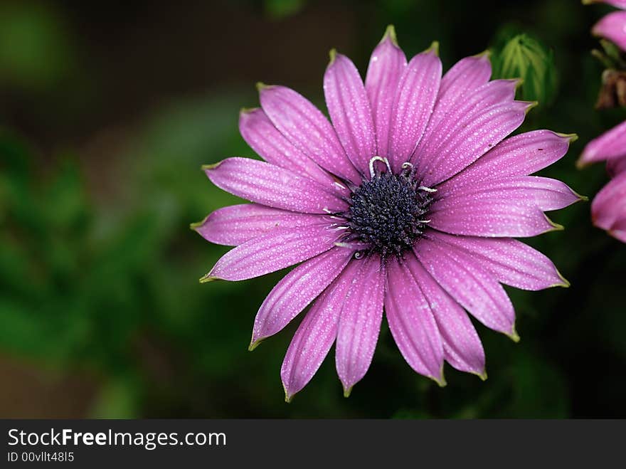 Pink chrysanthemum flower