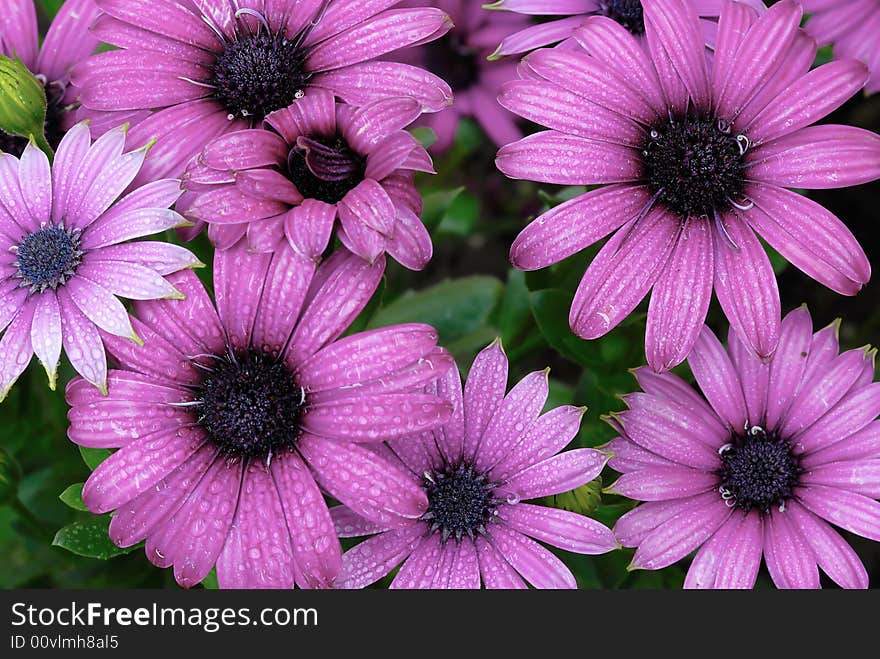 Pink chrysanthemum flower