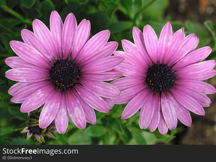 Pink chrysanthemum flower