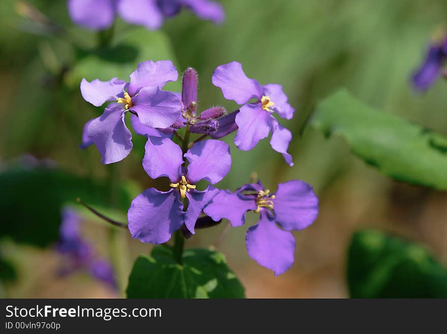 Close up shot of spring flower