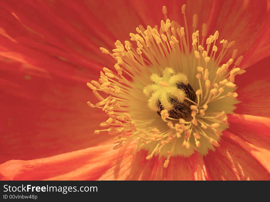 Close up shot of red flower