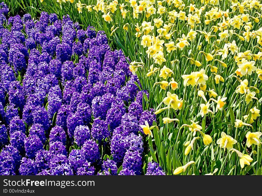 Hyacinths and Daffodils Together