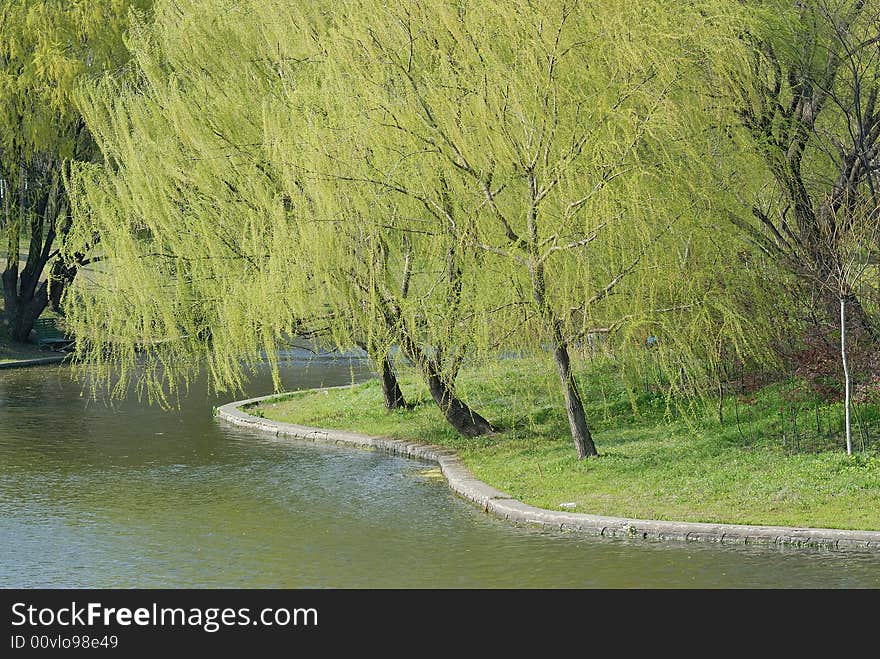 Green trees in the park beside the river