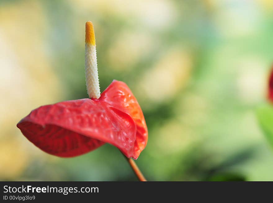 Close up red andraeanum in park