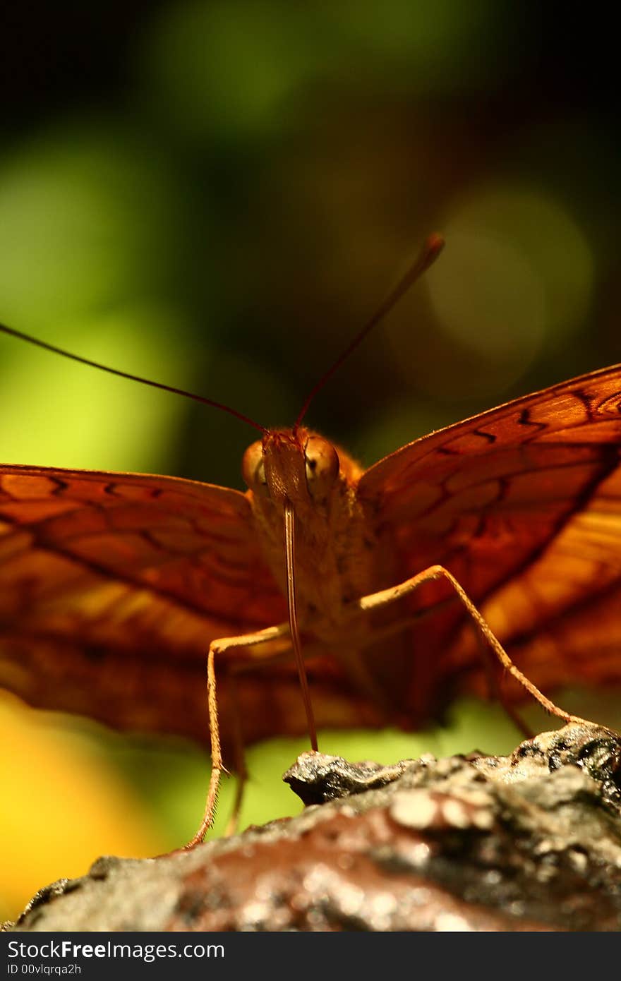 A butterfly is sucking the water on the top of stone