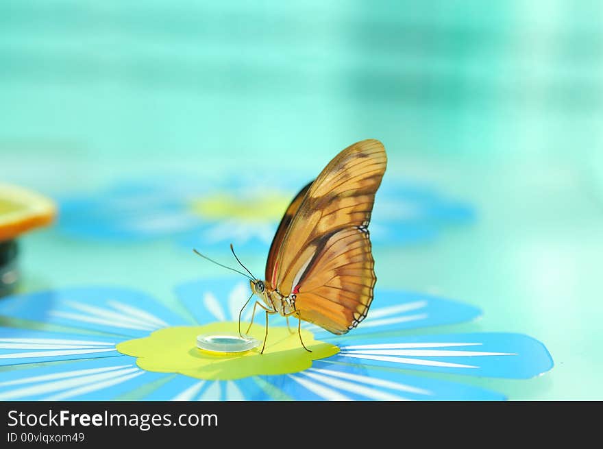 Close up live butterfly and orange