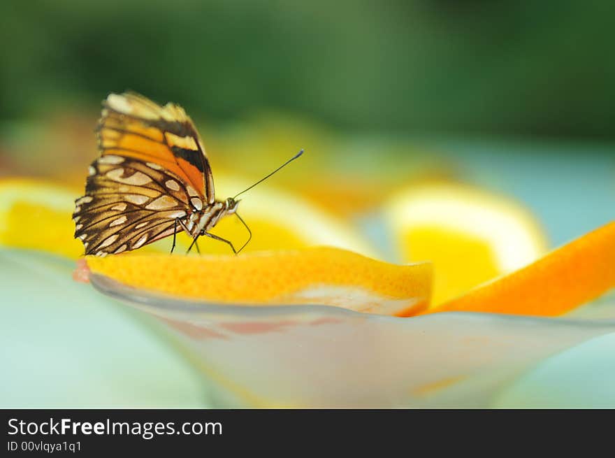 Close up live butterfly and orange