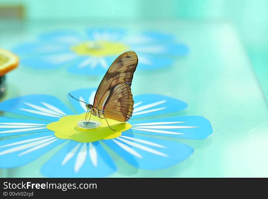 Close up live butterfly and flower