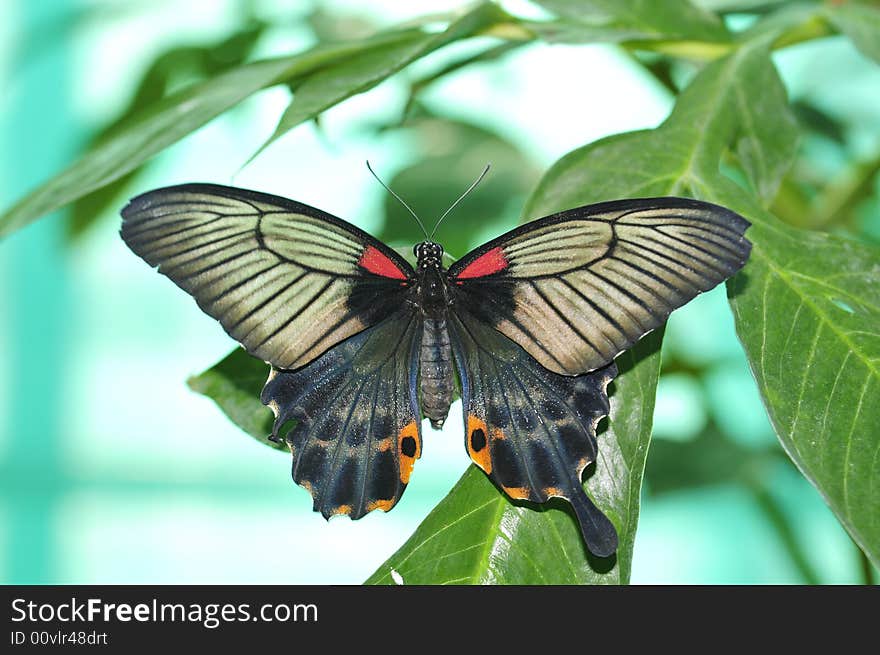 Close up live butterfly and flower