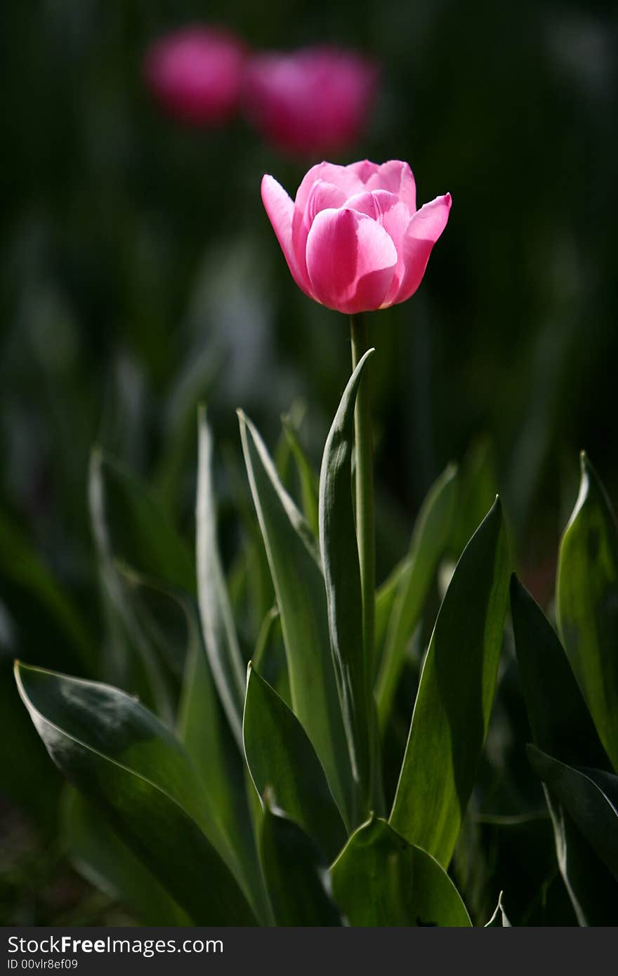 Pink tulips blooming early in spring