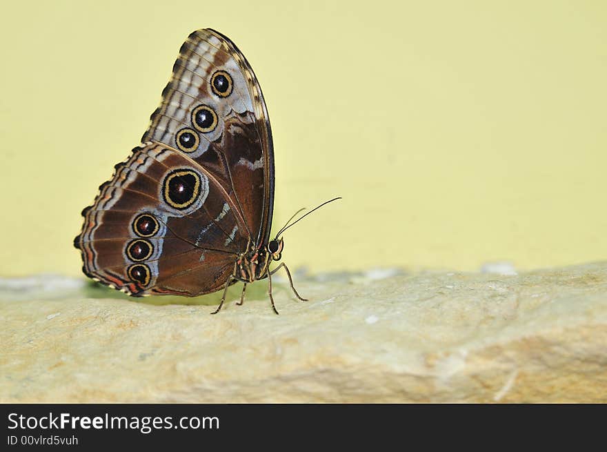 Close up live butterfly and flower