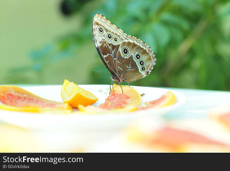 Close up live butterfly and orange