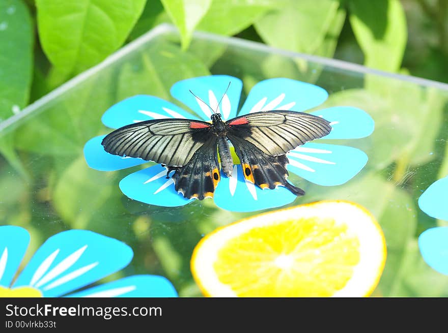 Close up live butterfly and orange