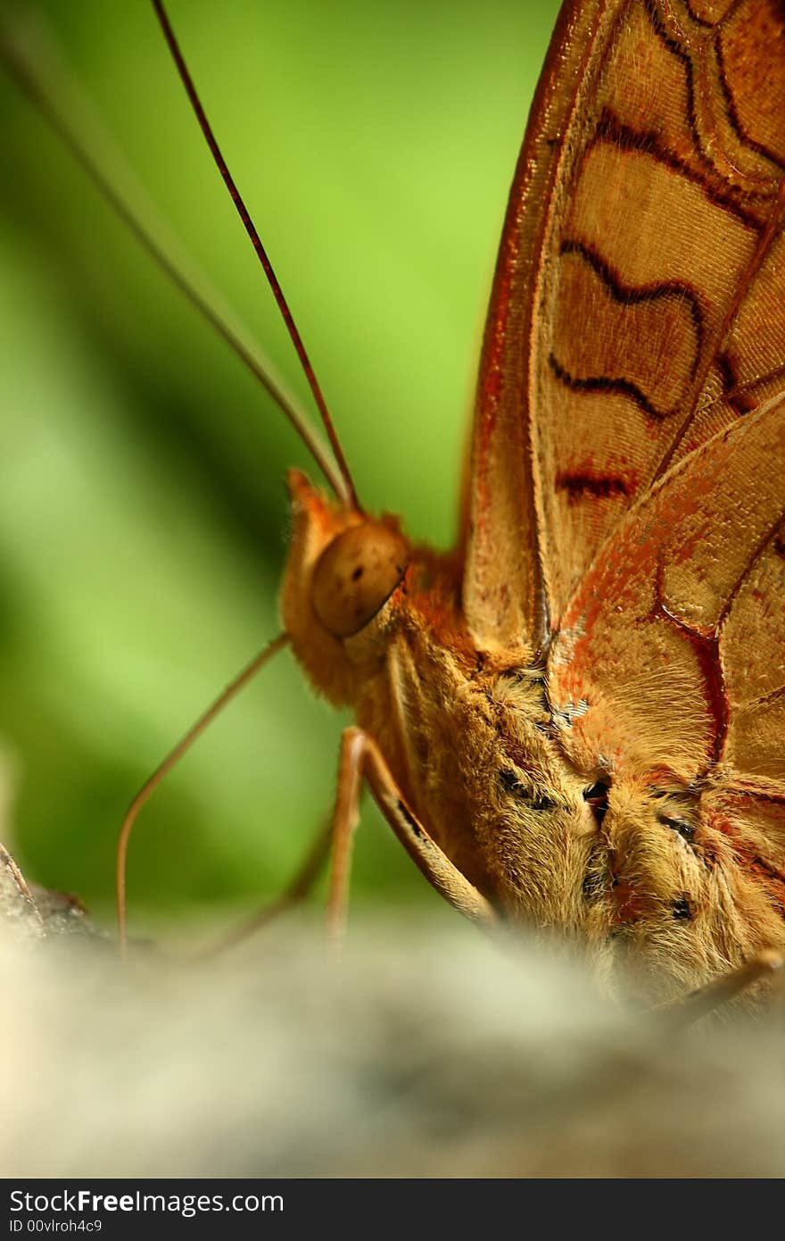 Butterfly with beautiful texture on the body