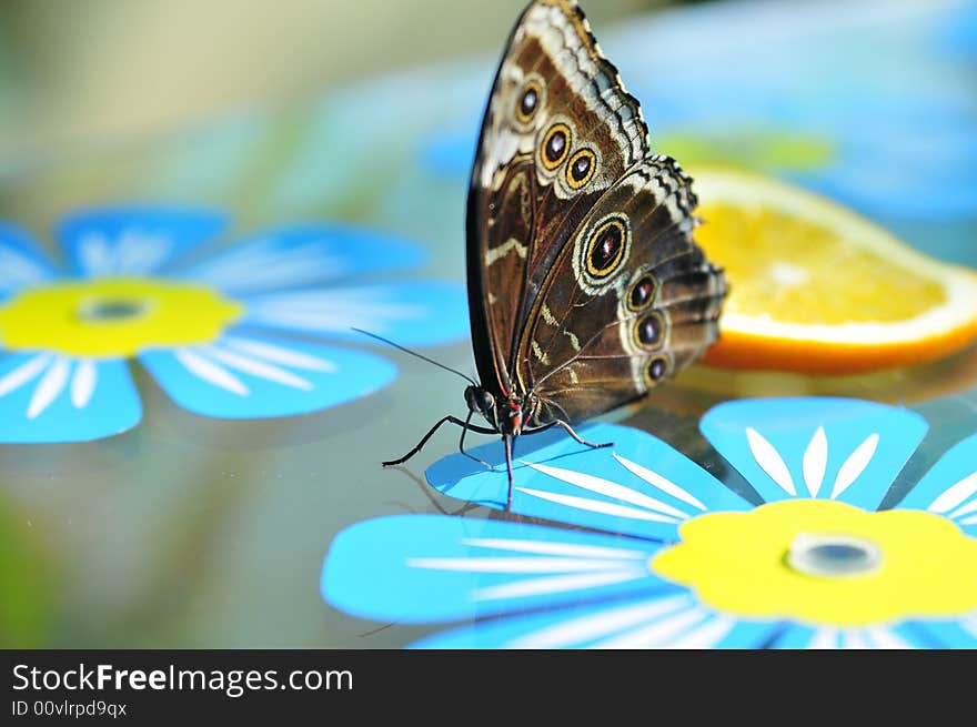 Close up live butterfly and orange