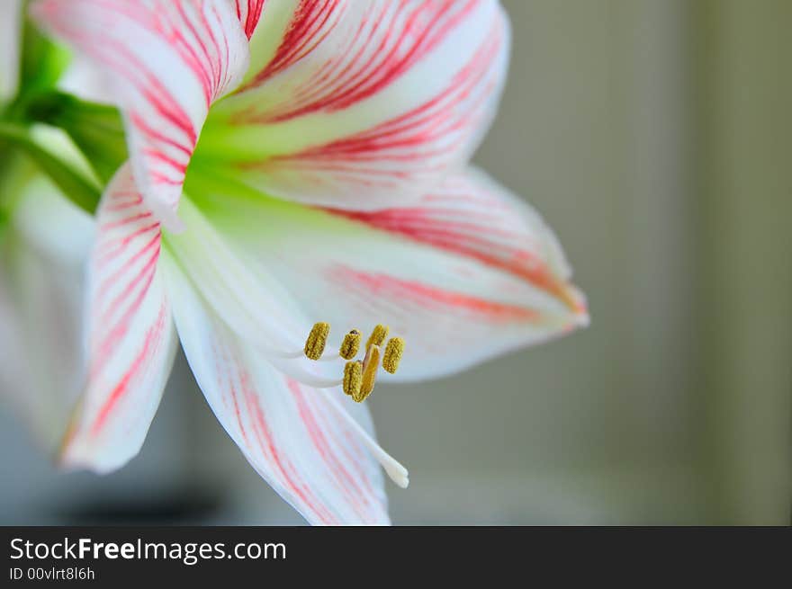 Fresh Beautiful Red Lily Flower