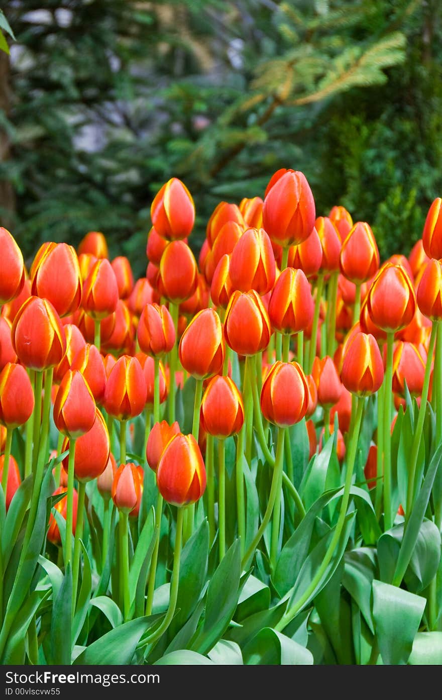 A garden of orange tulips at the Canadian tulip festival. A garden of orange tulips at the Canadian tulip festival