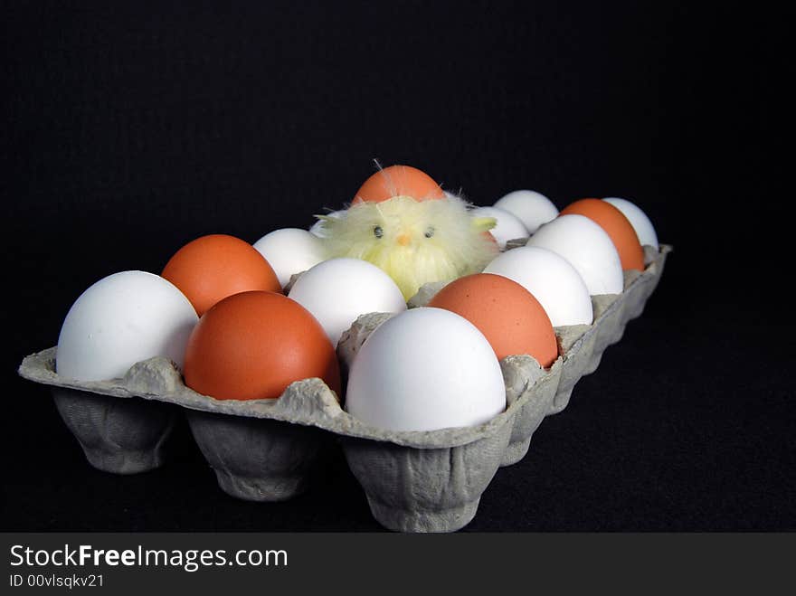 Cute baby chick in a carton of eggs. Cute baby chick in a carton of eggs.