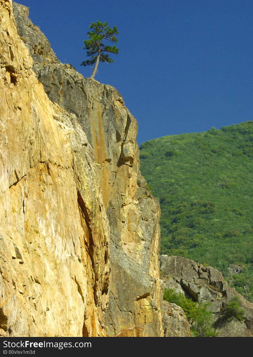 Lone Pine on Cliff