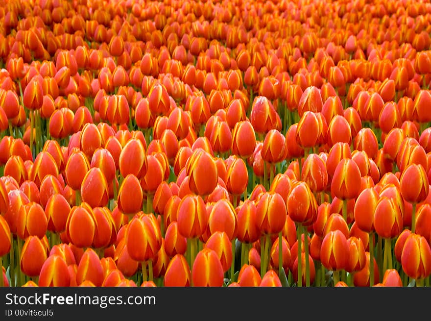 A garden of orange tulips at the Canadian tulip festival. A garden of orange tulips at the Canadian tulip festival