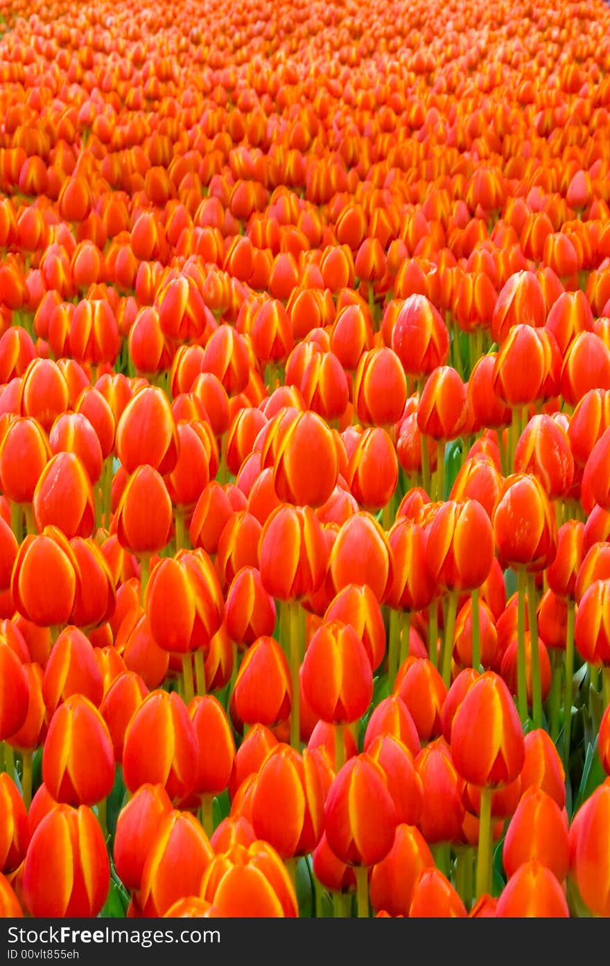 A garden of orange tulips at the Canadian tulip festival. A garden of orange tulips at the Canadian tulip festival