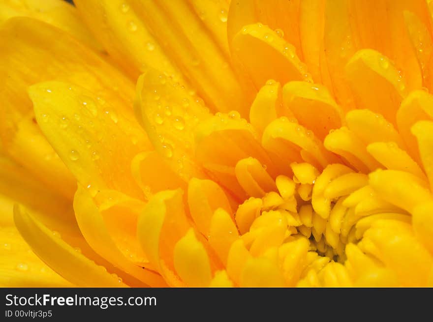 Orange Chrysanthemum 4