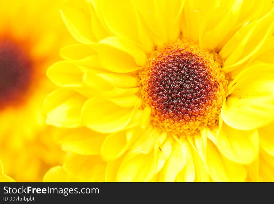 Yellow Chrysanthemum Series 1