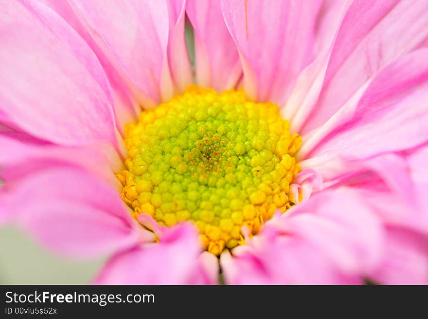 Pink Chrysanthemum Series 1