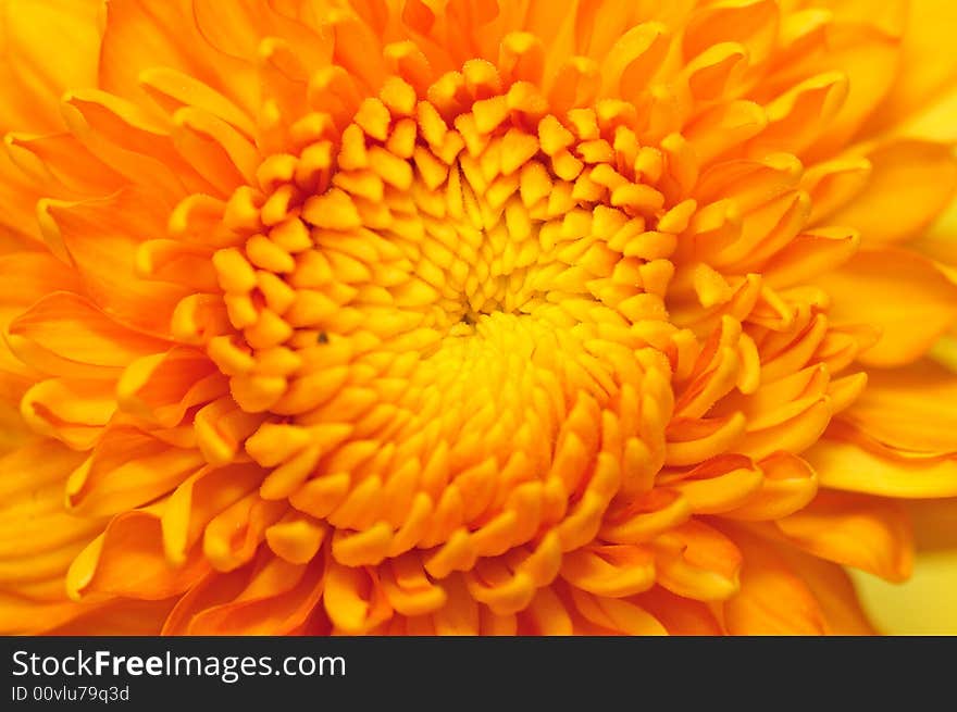 Golden Chrysanthemum Series 2