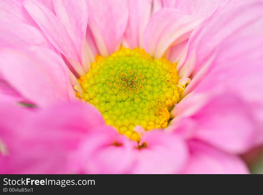 Pink Chrysanthemum Series 2