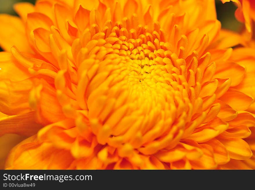 Golden Chrysanthemum Series 3