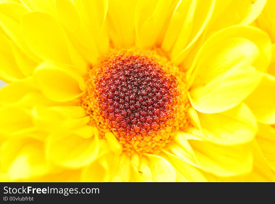 Yellow Chrysanthemum Series 2