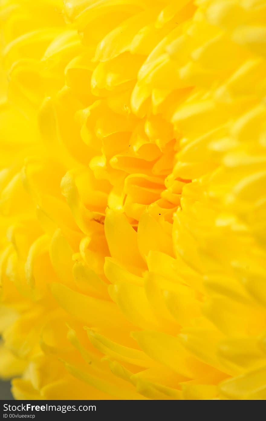 Chrysanthemum Series 15