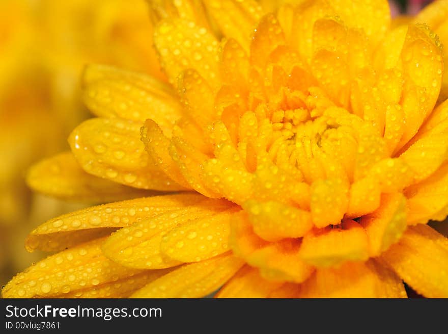 Orange Chrysanthemum 2