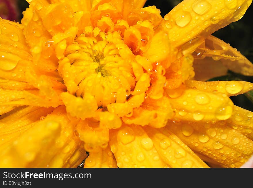 Orange Chrysanthemum 3