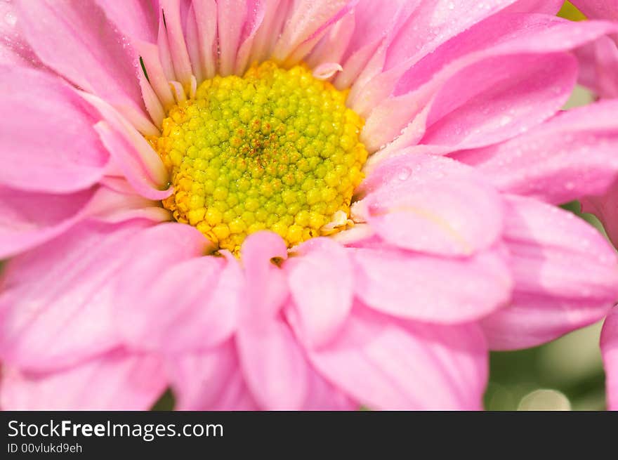 Pink Chrysanthemum Series 3