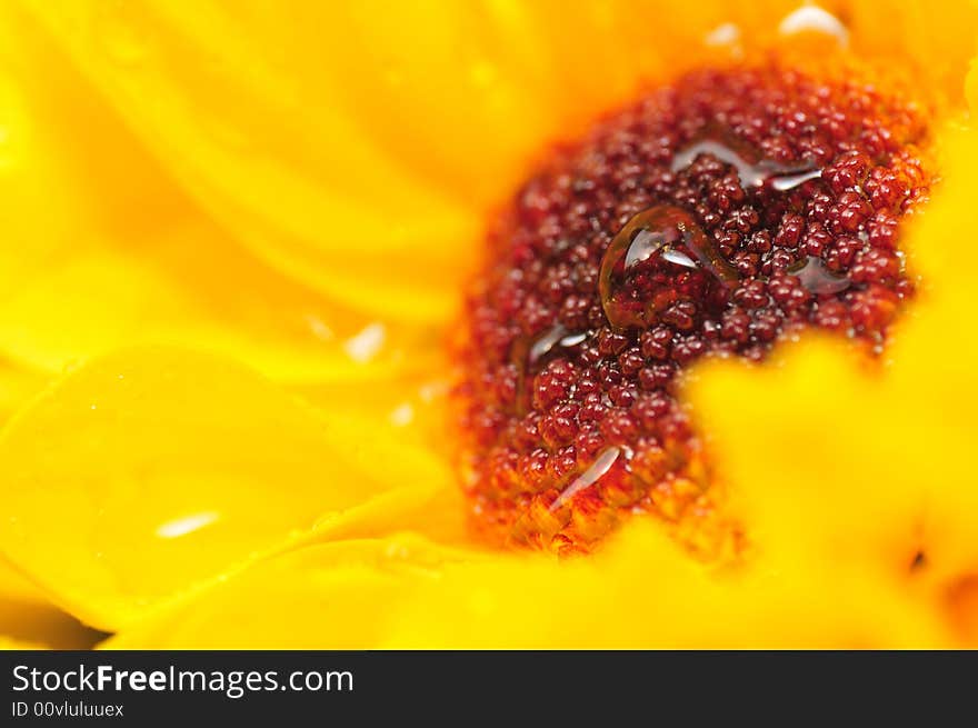 Yellow Chrysanthemum Series 5