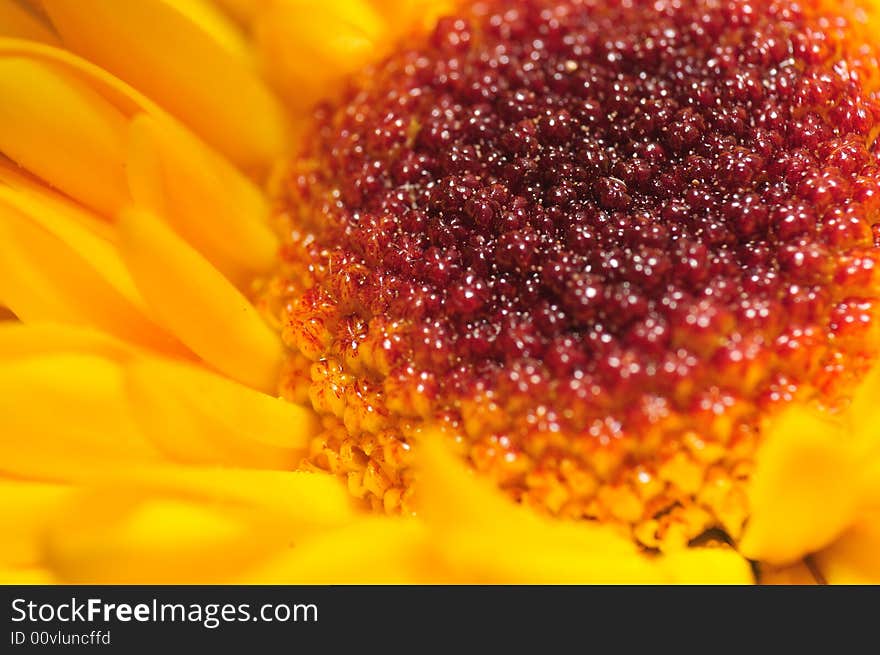 Yellow Chrysanthemum Series 6